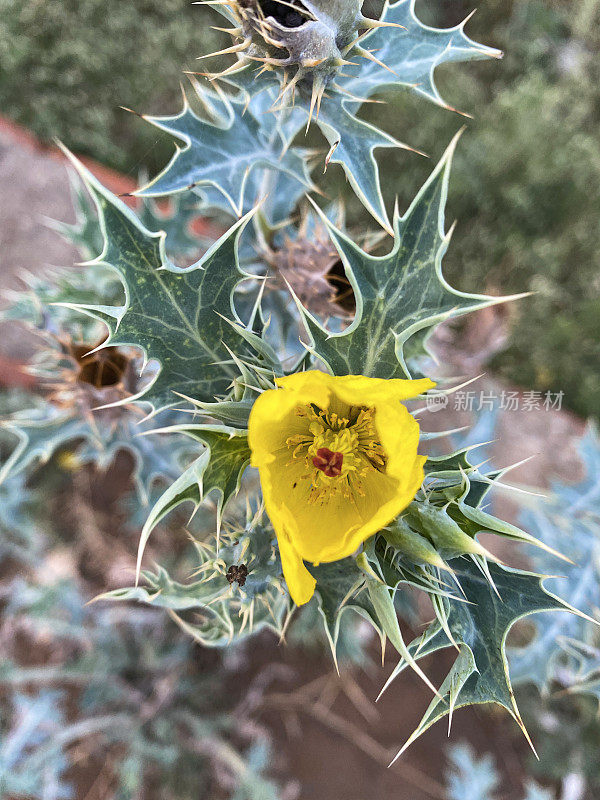 黄色开花的特写图像，墨西哥多刺罂粟(Argemone mexicana)与穗状叶子，上升的观点